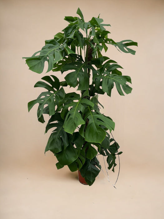 Monstera Deliciosa Xxl - 150 Cm - ⌀ 24