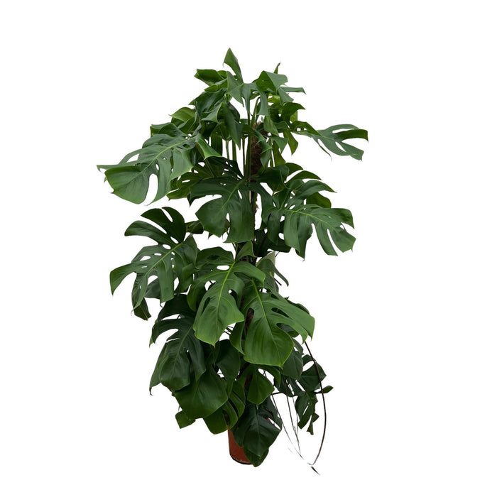 Monstera Deliciosa Xxl - 150 Cm - ⌀ 24