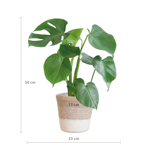 Monstera Deliciosa Och Dess Kruka