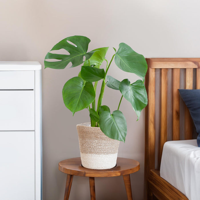 Monstera Deliciosa Och Dess Kruka