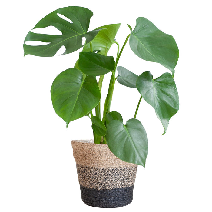 Monstera Deliciosa Och Dess Kruka