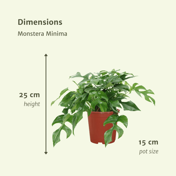 Monstera Minima - Set Med 2