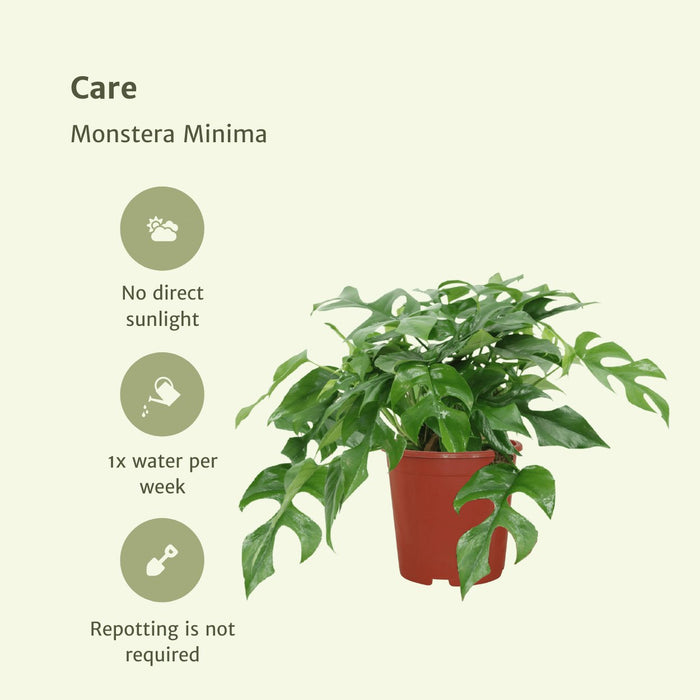 Monstera Minima - Set Med 2