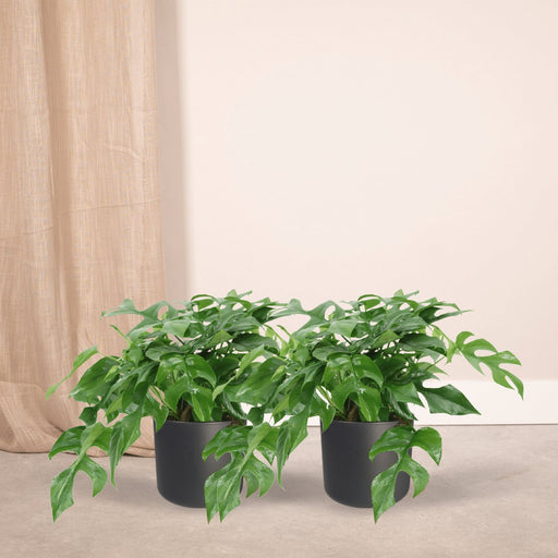 Monstera Minima - Set Med 2