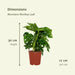 Monstera Monkey Leaf - Set Med 2