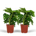 Monstera Monkey Leaf - Set Med 2