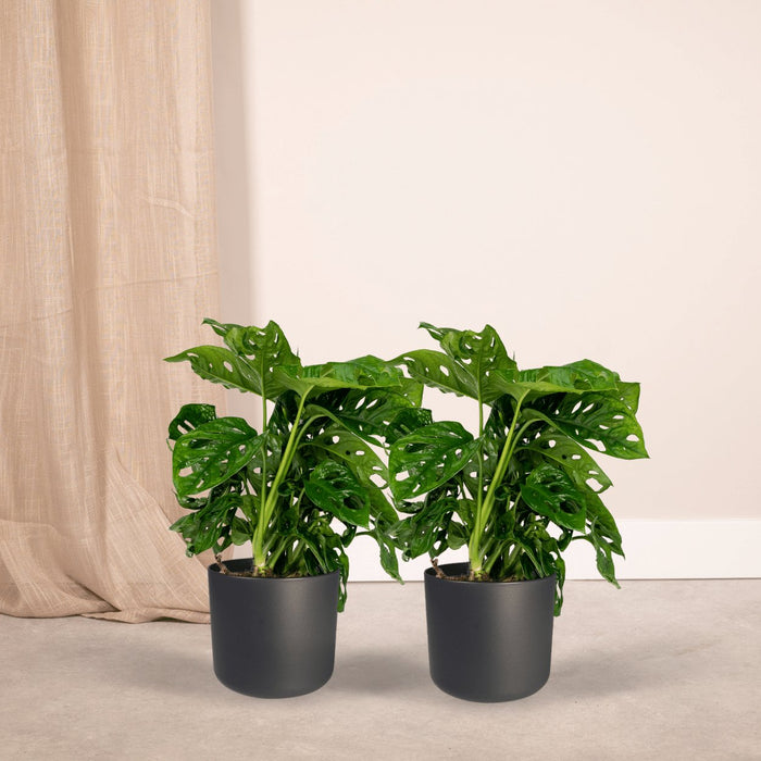 Monstera Monkey Leaf - Set Med 2