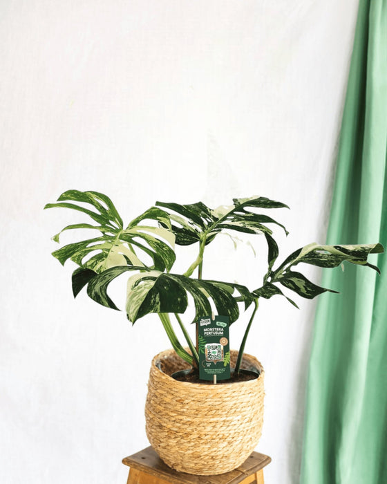 Monstera Pertusum Variegeta