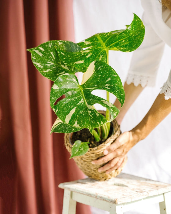 Monstera Thai Constellation