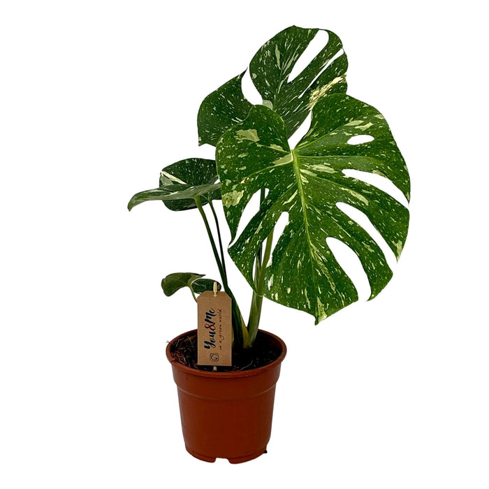 Monstera Thai Constellation