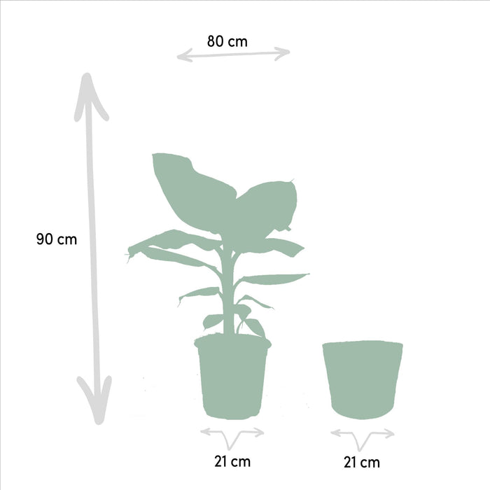 Musa Dwarf Cavendish - ↨90Cm - Ø21Cm + Mand Igmar