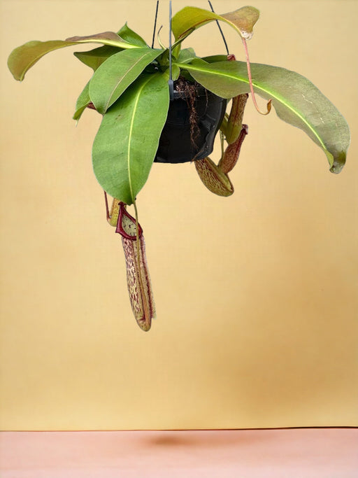 Nepenthes Monkey Jars