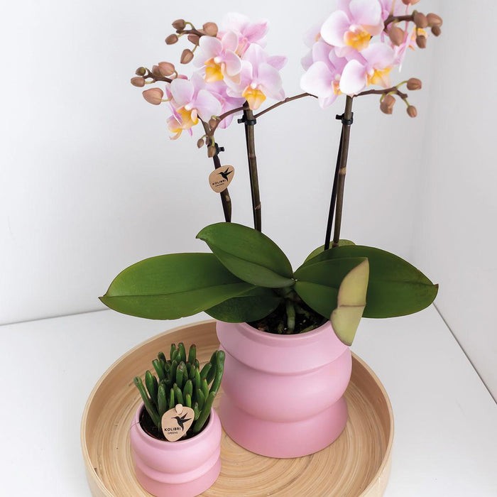 Kombierbjudande: 2 Rosa Phalaenopsis Orkidéer - Andorra, Krukväxt