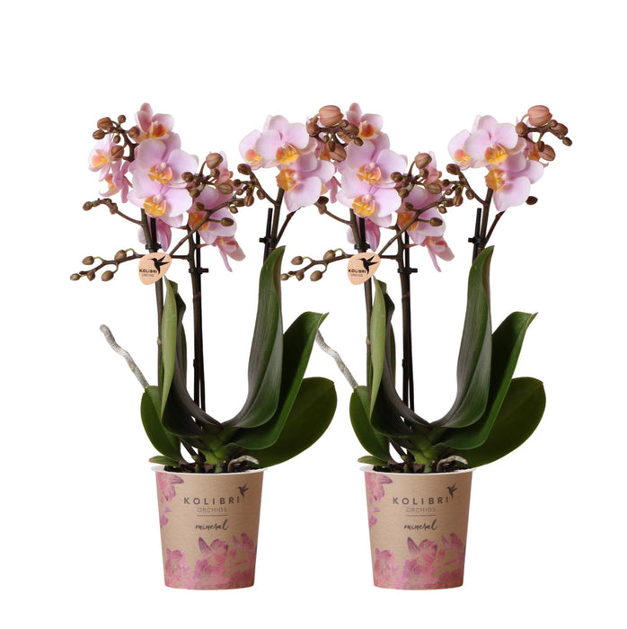 Kombierbjudande: 2 Rosa Phalaenopsis Orkidéer - Andorra, Krukväxt