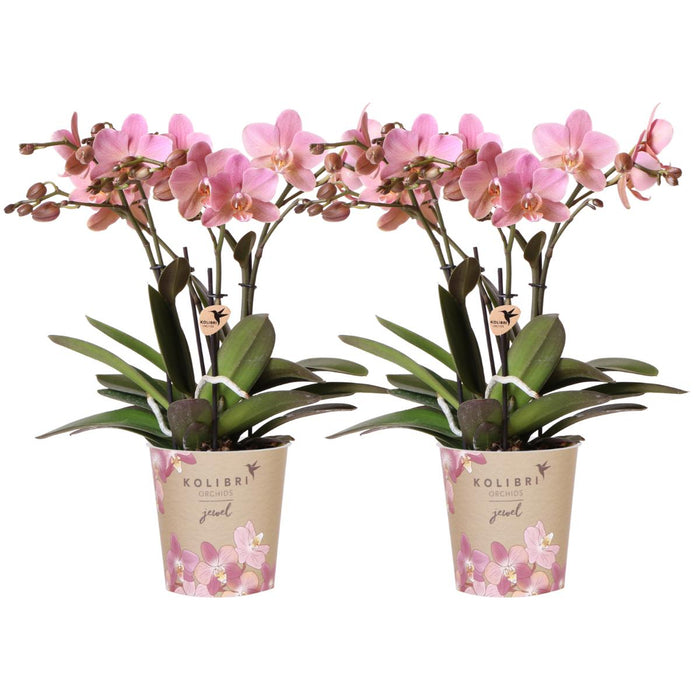 Kombierbjudande: 2 Old Rose Treviso Orchids Ave Pot