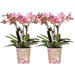 Kombierbjudande: 2 Old Rose Treviso Orchids Ave Pot