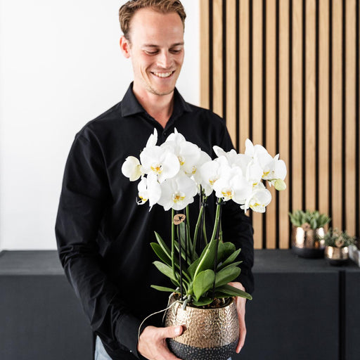 Kombinerat Erbjudande: 2 Vita Phalaenopsis Orkidéer I Blom