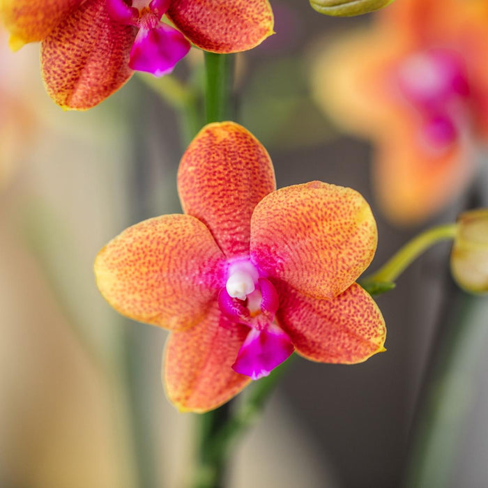 Kombinerat Erbjudande: 2 Apelsindoftande Phalaenopsis-Orkidéer