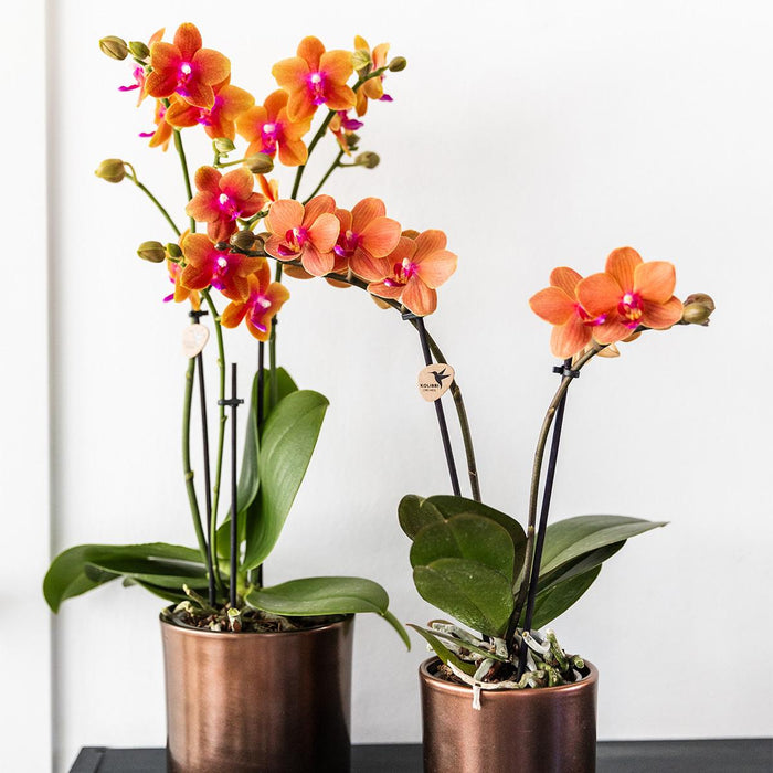 Kombinerat Erbjudande: 2 Apelsindoftande Phalaenopsis-Orkidéer