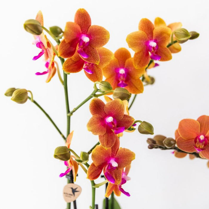 Kombinerat Erbjudande: 2 Apelsindoftande Phalaenopsis-Orkidéer