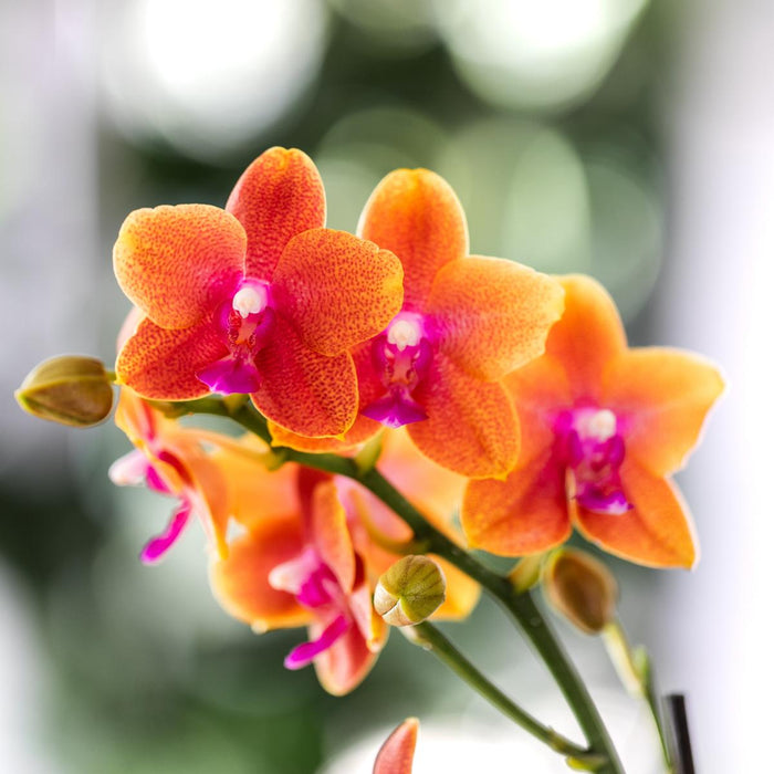 Kombinerat Erbjudande: 2 Apelsindoftande Phalaenopsis-Orkidéer