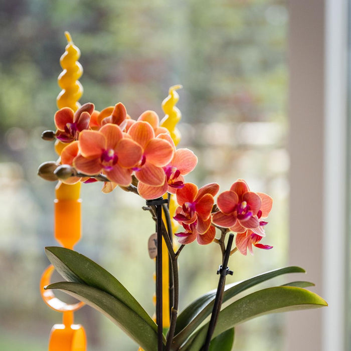 Orange Bolzano Orchid Med Star Fish Pot