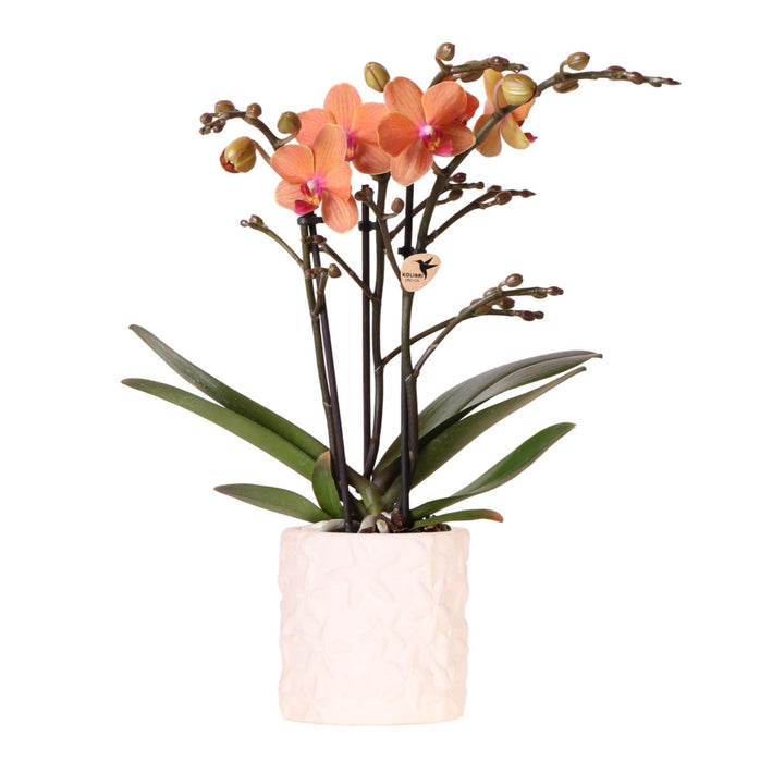 Orange Bolzano Orchid Med Star Fish Pot