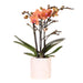 Orange Bolzano Orchid Med Star Fish Pot