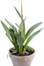 Gul Dansande Lady Orchid I 90 Cm Lerkruka