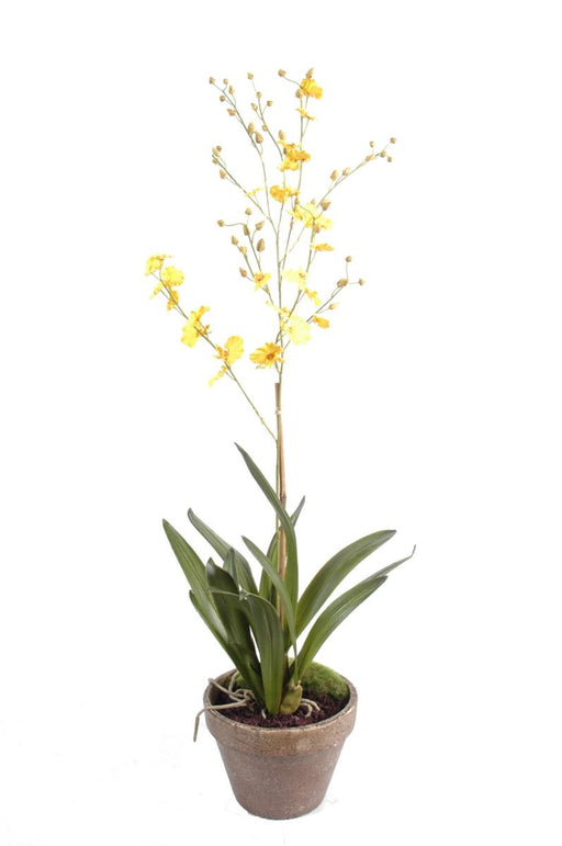 Gul Dansande Lady Orchid I 90 Cm Lerkruka