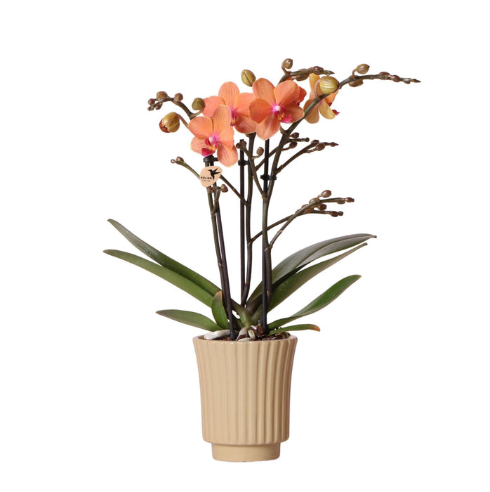 Orange Orchid Och Dess Khaki Planter - Blommande Krukväxt