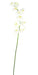 Artificiell Phalaenopsis Orchid 10 Blommor 160 Cm Vita