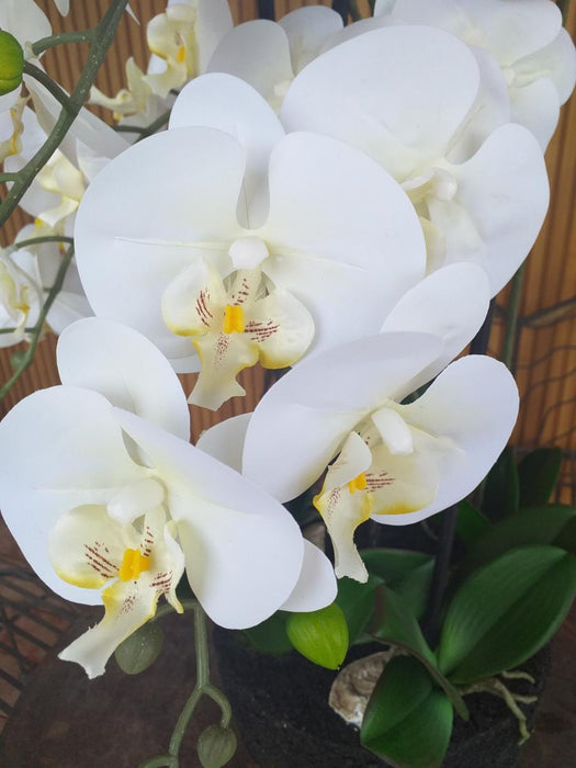 Artificiell Phalaenopsis Orchid 110 Cm Cream