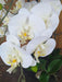 Artificiell Phalaenopsis Orchid 110 Cm Cream