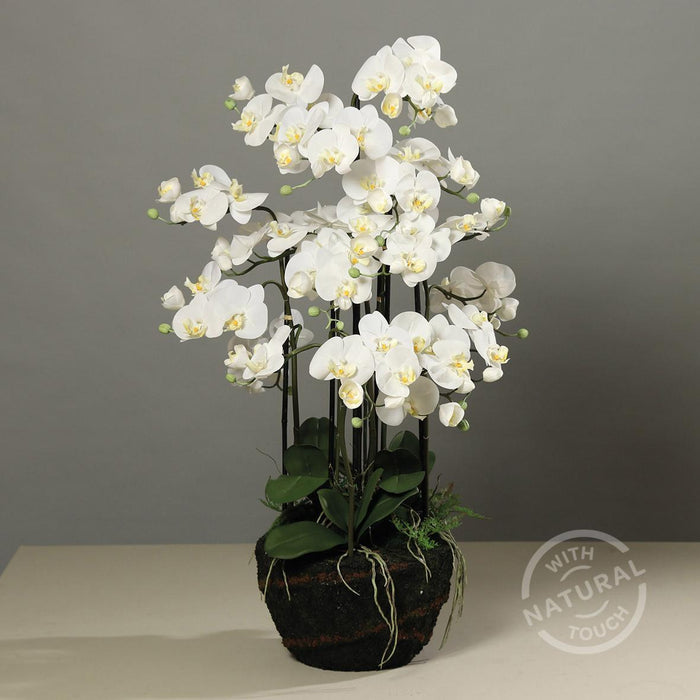 Artificiell Phalaenopsis Orchid 110 Cm Cream