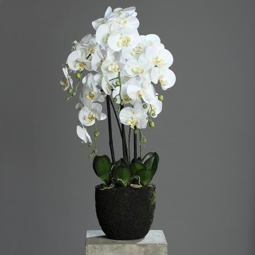 Artificiell Phalaenopsis Orchid 85Cm Cream