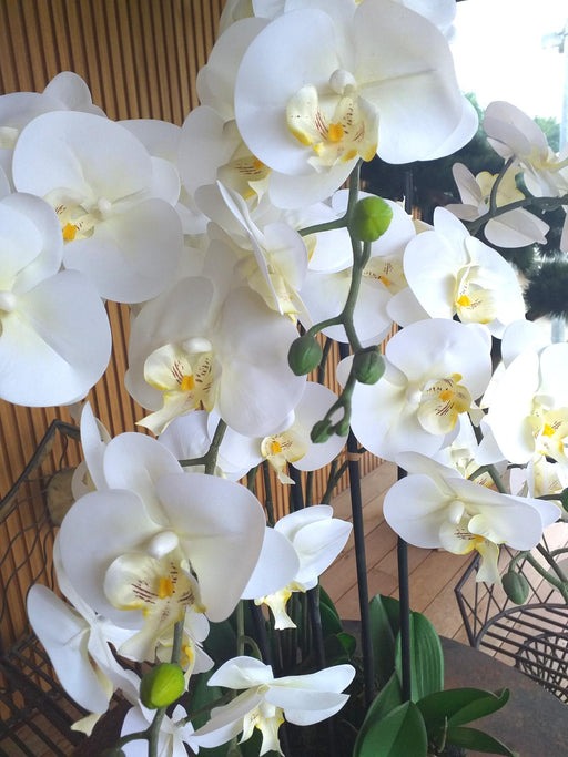 Artificiell Phalaenopsis Orchid H77Cm Cream