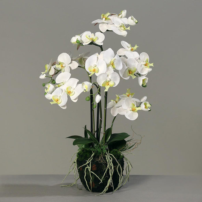 Artificiell Phalaenopsis Orchid H77Cm Cream