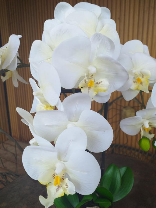 Artificiell Phalaenopsis Orchid H.55 Cm Cream