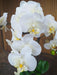 Artificiell Phalaenopsis Orchid H.55 Cm Cream