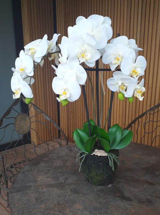 Artificiell Phalaenopsis Orchid H.55 Cm Cream