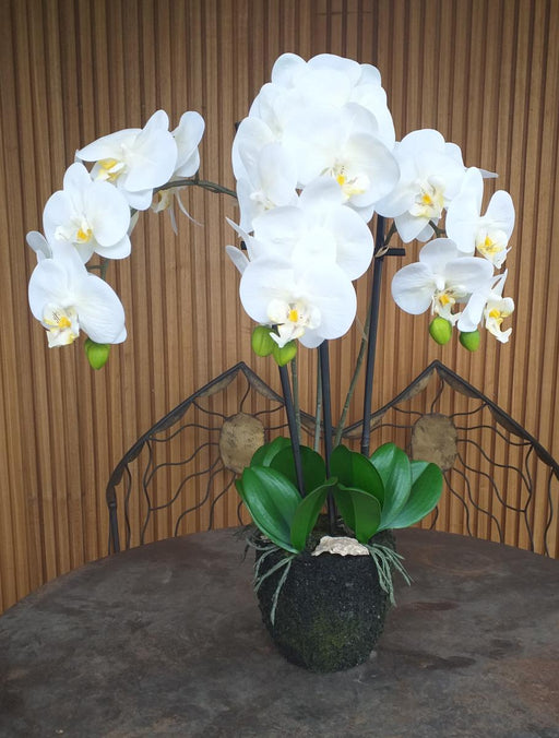 Artificiell Phalaenopsis Orchid H.55 Cm Cream