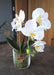 Artificiell Phalaenopsis Orchid Glaskruka 42Cm Cream