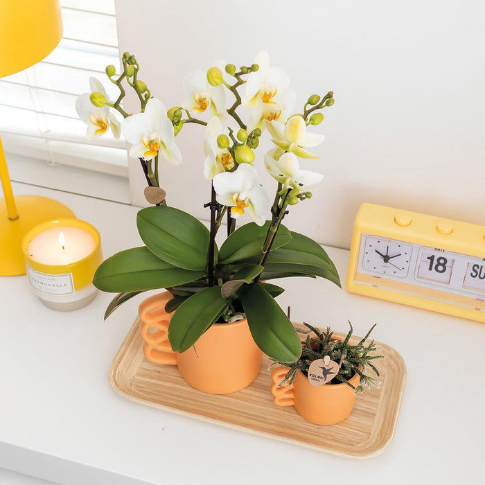 Vit Phalaenopsis Orkidé Och Dess Persika Plantering - Blommande Krukväxt