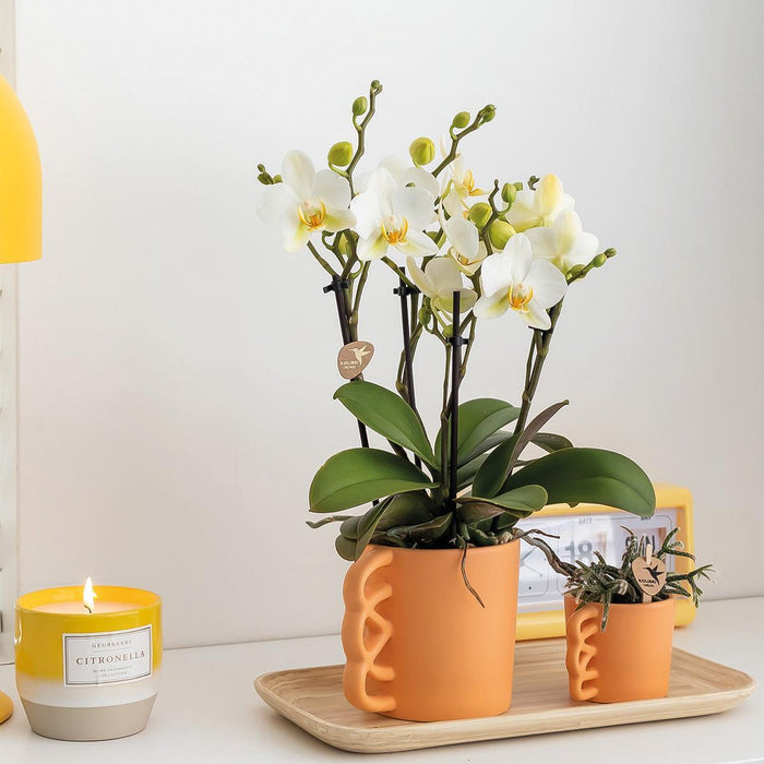 Vit Phalaenopsis Orkidé Och Dess Persika Plantering - Blommande Krukväxt