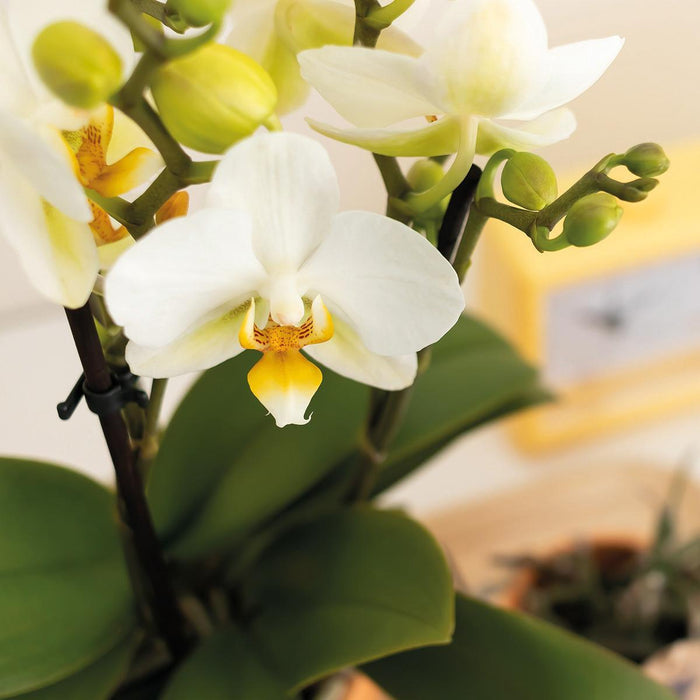 Vit Phalaenopsis Orkidé Och Dess Persika Plantering - Blommande Krukväxt