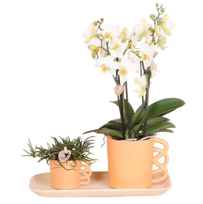 Vit Phalaenopsis Orkidé Och Dess Persika Plantering - Blommande Krukväxt