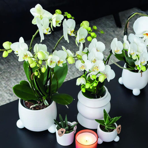 Vit Phalaenopsis Orchid - Set Om 2