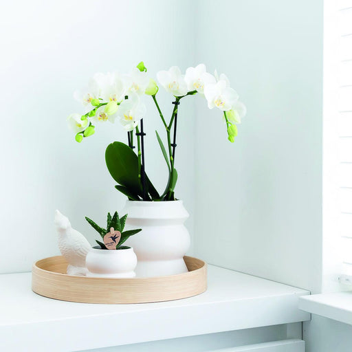 Vit Phalaenopsis Orchid - Set Om 2