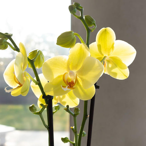 Gul Phalaenopsis Orchid - Ø12Cm - Blommande Krukväxt